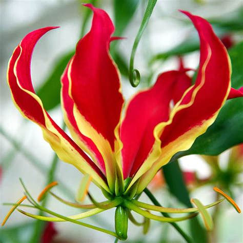 Exotic Flame Lily Gloriosa Rothschildiana Plant Pack Of 3 Tubers