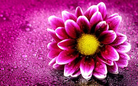 15 Outstanding Pink Flower Desktop Wallpaper Hd You Can Get It Free Of