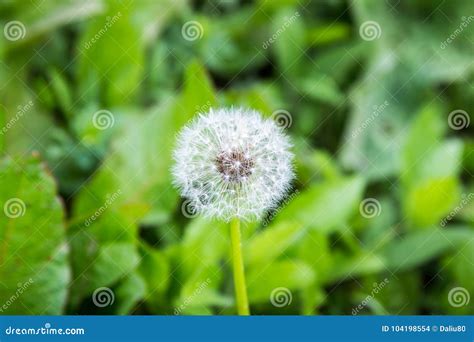 Dandelion Flower Blowball On Green Grass Background Spring Bloom