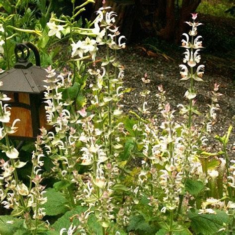 clary sage seeds sow true seed