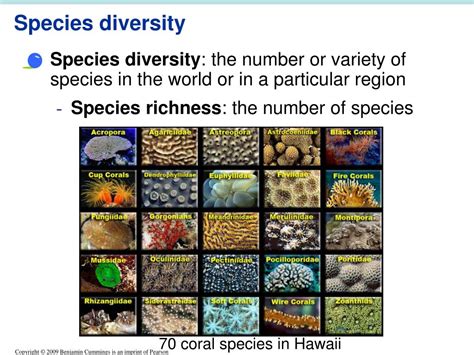 Definition Of Species Diversity Definition Klw