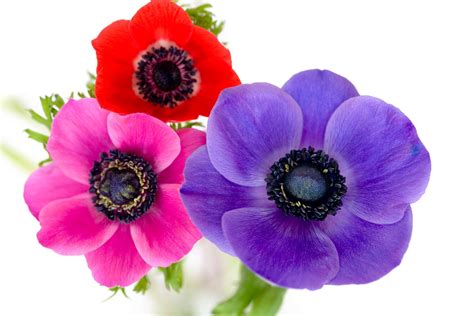 What Does The Anemone Flower Mean The Beautiful Anemone Flower
