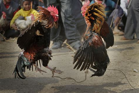 El Congreso De Hidalgo Volvió A Aprobar Las Peleas De Gallos Como