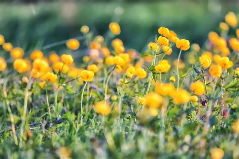 Premium Photo Swimsuit Wild Yellow Flowers Nature Summer Field With