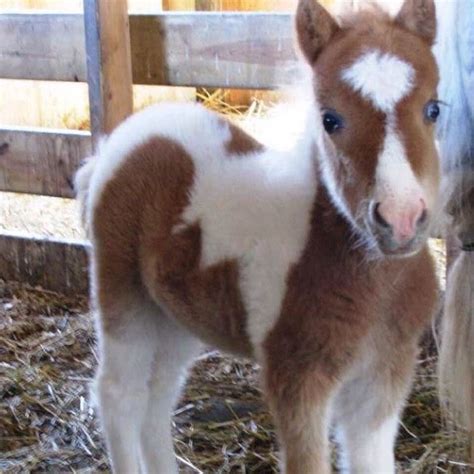 Instagram Baby Horses Cute Animals Animals Beautiful