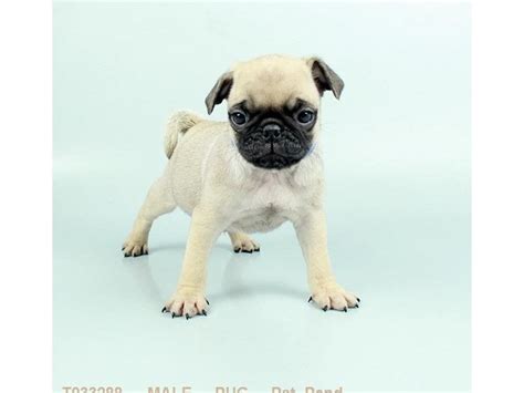 Maybe you would like to learn more about one of these? Pug Puppies Breed Info - Petland Mall of Georgia