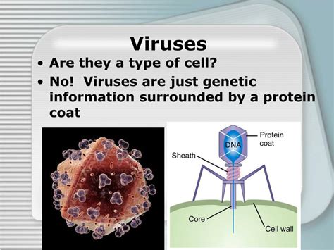 Ppt Prokaryotes Eukaryotes And Viruses Powerpoint Presentation Free