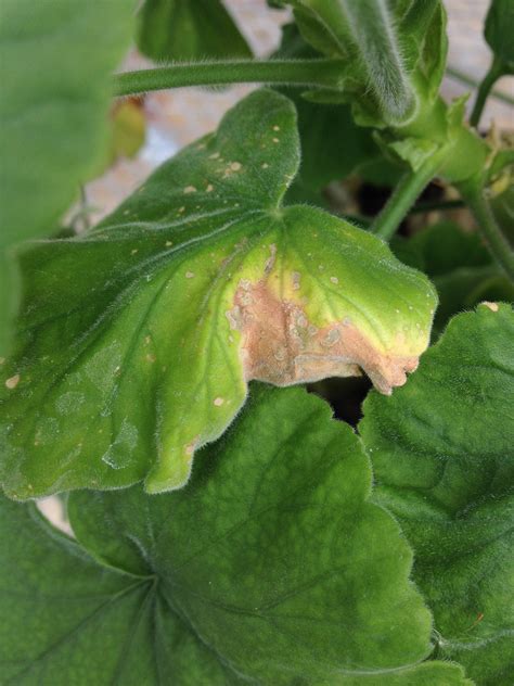 The arkansas plant health clinic. What is it? What to do about it? | Ornamental Disease Facts