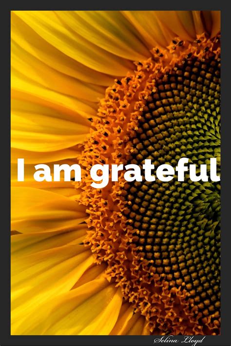 I Am Grateful Sunflower Pictures Sunflower Quotes Sunflowers And