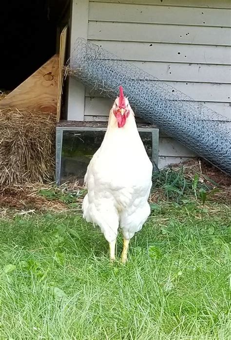 Check spelling or type a new query. Woman's Ad For A Free Rooster Is The Funniest Thing You'll ...