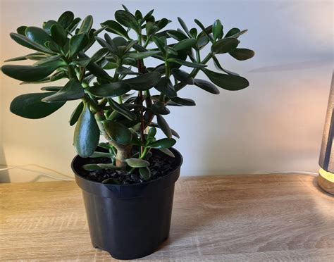 When i studied landscape design in college, we would rather have died than spec something as common as in today's issue: Why Is My Jade Plant Dying? | OSERA