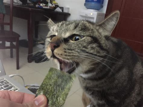 0 grams fiber 10.0 mg cholesterol 0.3 grams saturated fat 70.0 mg sodium 0 grams sugar 0 grams trans fat. He is ambivalent towards sashimi-grade salmon, but loves ...