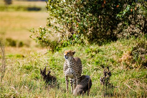 Cheetahs Standing On Grass · Free Stock Photo