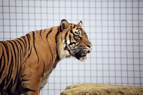 Tiger In Captivity Photograph By Linda Wright Fine Art America