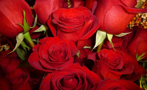 Fondos de pantalla : Flores, rojo, flor, color, naturaleza, Flor