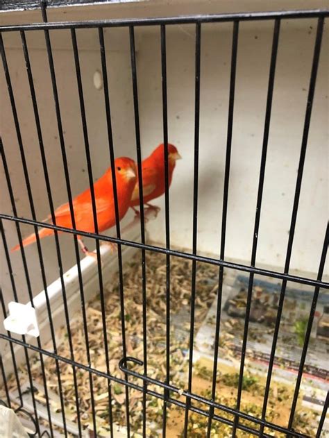 Red Factors Canaries Breeding Pair For Auction Online Bird Auctions
