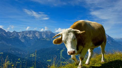 1920x1080 1920x1080 Wallpapers With Animals Cows Landscapes Grass