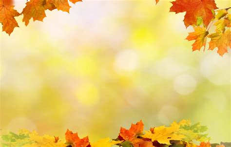 Wallpaper Autumn Leaves Board Maple Template Seasons Images For