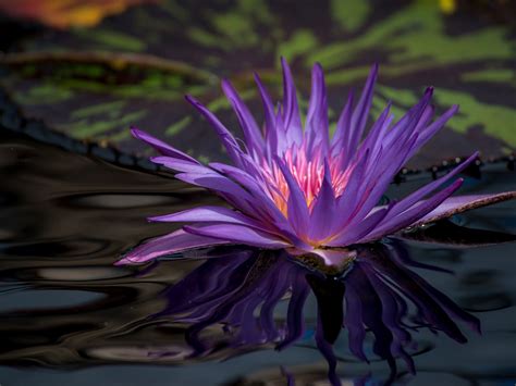 Purple Water Lily Flower In Pond Wallpaper Flowers Wallpaper Better