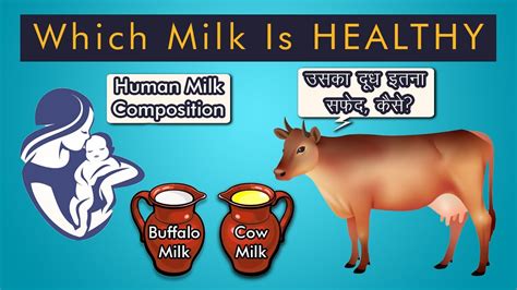 Which Milk Is Healthy Difference Between Human Milk Cow Milk