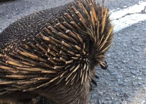 Echidnas Can Survive A Bushfire By Burying Themselves In The Ground And