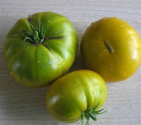 Green Giant Tomato Seeds Heirloom Organic Etsy