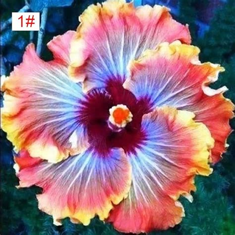 Glamaours 100pcs Japanese Hibiscus Seeds 5 Kinds Hibiscus Rosa Sinensis