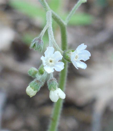 However, it is not common in most areas. Wild comfrey (Cynoglossum virginianum) | Identify that Plant