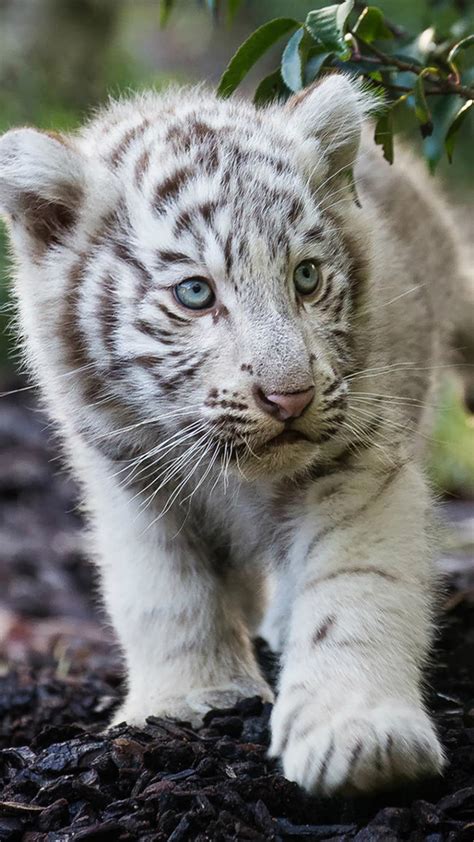 White Tiger Cub Wallpaper 57 Images