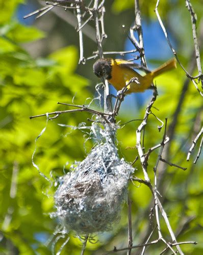 Baltimore Oriole 050611 Nest Building Sourland Mountain Flickr