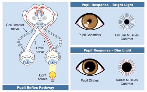 Understanding The Pupillary Light Reflex And Its Role In Diagnosing