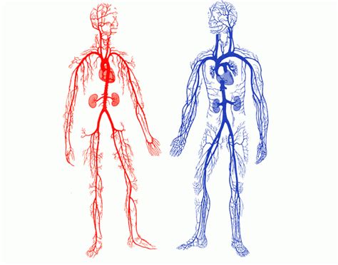 Ascending aorta, aortic arch, thoracic aorta, and abdominal aorta. Major Blood vessels of the body - PurposeGames