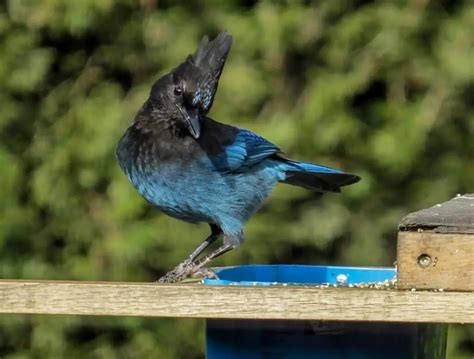 14 Birds That Are Black And Blue The Beauty Of Nature Learn Bird