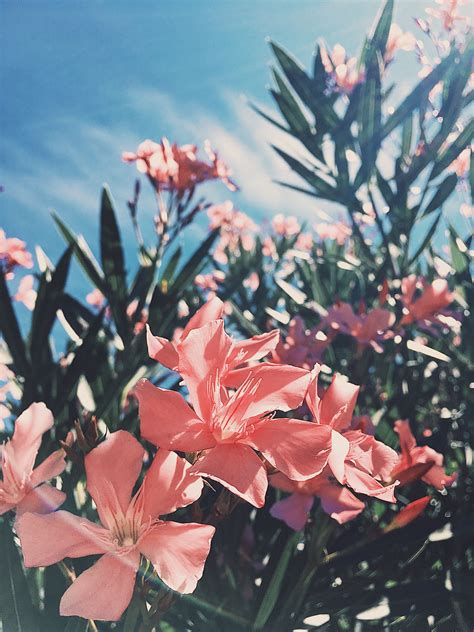 If you're searching for aesthetic pastel pink background plain topic, you have visit the ideal. Flowers | Flower aesthetic, Aesthetic backgrounds ...