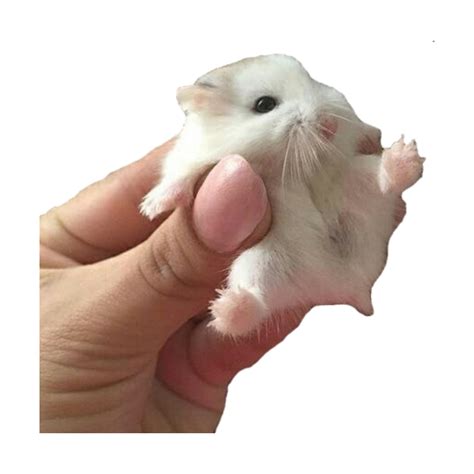 Hamster Download Free Png Png Play