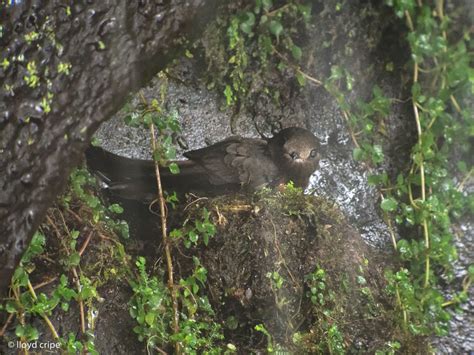 Spot Fronted Swift A Species New For Panama Plus More Nesting