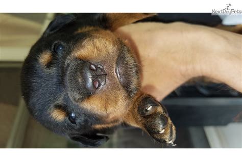 Rottweiler puppies grow into big dogs. Rottweiler puppy for sale near Lexington, Kentucky. | a3219b04-96b1