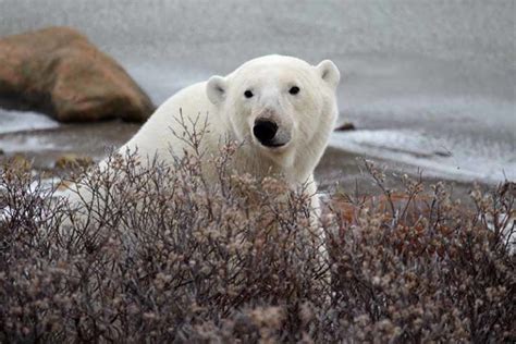 Why Churchill Manitoba Is The Worlds Polar Bear Capital
