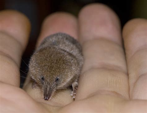 The Pygmy Shrew The Smallest Mammal In Britain A Natural History Of