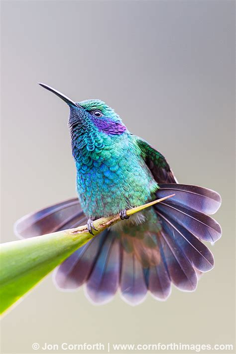 12 Of The Most Spectacular Hummingbirds In The World Illuzone