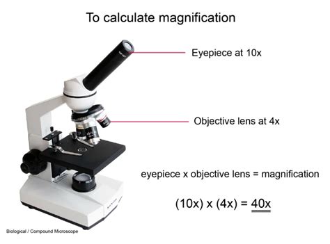 What Is The Highest Magnification Microscope Uncover Different Types