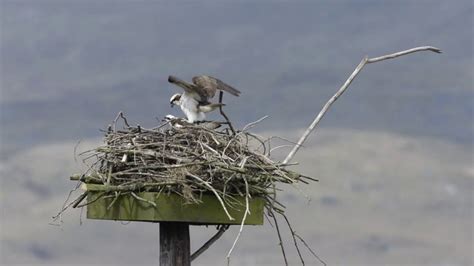 Pair Of Ospreys Pandion Haliaetus Mating On A Nesting Platform Wales Uk Youtube