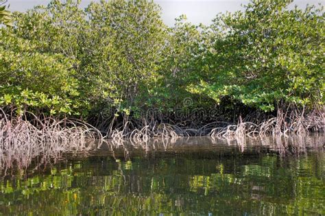 Mangrove Forest In Palawan Stock Image Image Of Water Root 55663491