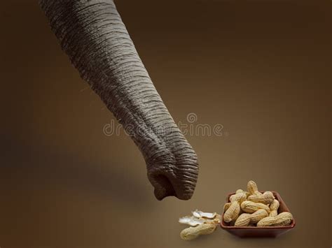 Elephant Search the Peanuts Stock Photo - Image of trunk, background