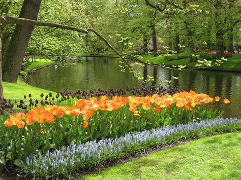 Check spelling or type a new query. Keukenhof Dutch Tulip Festival | Spring Garden | Conscious ...