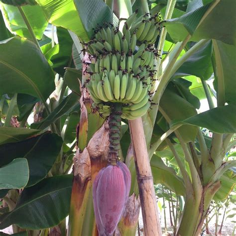 Banana Trees For Sale Near Me - Sere Fruit
