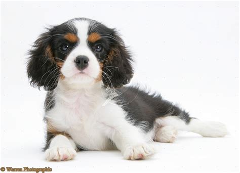 Cavalier king charles spaniels are one of the most loving dogs. Cute Puppy Dogs: king charles spaniel puppies