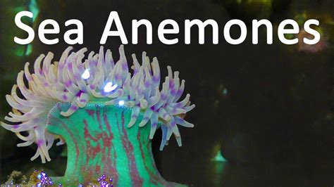 Sea Anemones 10 Insane Facts About Sea Anemones Youtube