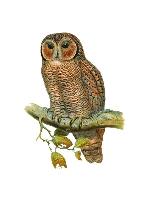 Owl Vintage Painting Art Free Stock Photo Public Domain Pictures
