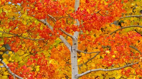 Trees Autumn Leaves Young Canada Yukon High Quality